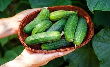 افزایش ۵۰ درصدی قیمت خیار در تابستان امسال/ تنه خیار به میوه‌های لاکچری!