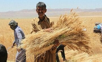 انتقاد روزنامه حامی دولت از ناکامی در خرید گندم کشاورزان به نرخ تضمینی