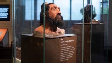 انسان دارای دی‌ان‌ای گونه‌های منقرض‌شده‌ای مانند نئاندرتال‌ها است