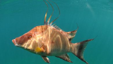 این ماهی با پوستش می‌بیند