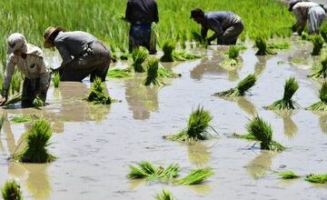  قیمت برنج ایرانی کیلویی چند؟