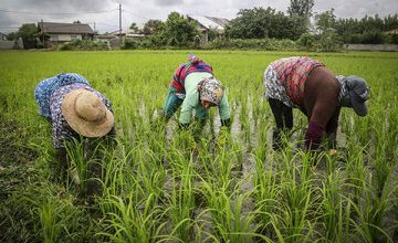 قیمت برنج مازندران امروز کیلویی چند؟