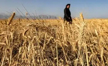 معاون وزیر جهاد کشاورزی اعلام کرد؛حمایت از تولید داخلی با خرید ۱۰.۳ میلیون تن گندم از کشاورزان