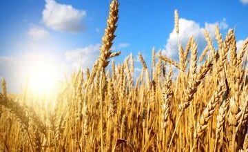 نرخ هر کیلو گندم چند؟