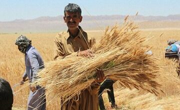 آیا مطالبات گندمکاران به طور کامل تسویه میشود؟