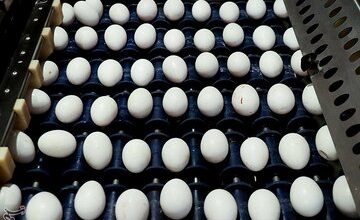 اعلام قیمت رسمی هرکیلو تخممرغ / گرانتر از این مبلغ نخرید