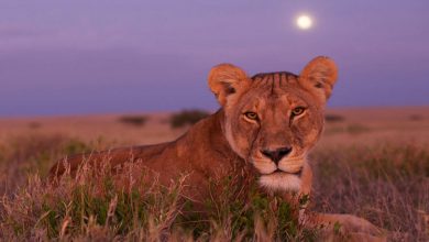 دانشمندان: صدای انسان برای حیوانات وحشی از غرش شیر هم ترسناکتر است