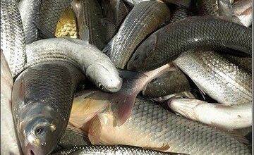 قزل آلا، رکورددار افزایش قیمت/ هر کیلو قزل آلا چند؟