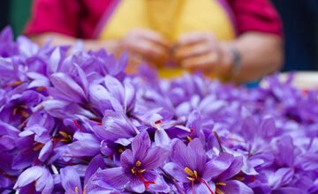 قیمت جدید زعفران چقدر است؟/حداقل و حداکثر قیمت را ببینید