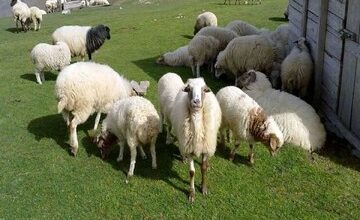 قیمت جدید گوسفند و گوساله زنده در شهرهای مختلف اعلام شد + جدول