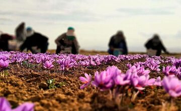قیمت زعفران سر به فلک کشید / سفرههای ایرانی بدون زعفران
