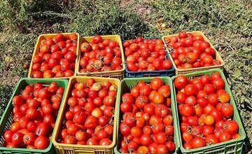 چرا گوجه‌فرنگی از سطح بازار جمع‌آوری شد؟