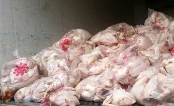 صادرات مرغ آزاد شد