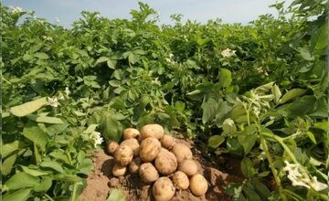 قیمت سیب‌زمینی سر زمین کیلویی ۸ تا ۱۰ هزار تومان/ کمبود تولید نداریم؛ نظارت وجود ندارد