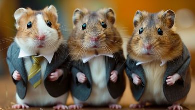 همستر کامبت به‌دنبال بازپس‌گیری کاربران خود؛ فصل دوم ناجی HMSTR خواهد شد؟