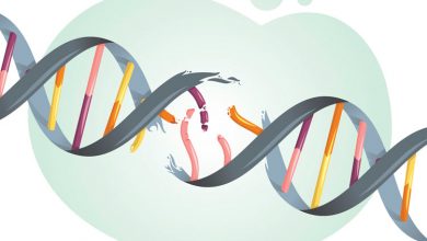 تاثیر آسیب طولانی مدت دیانای بر سرطان