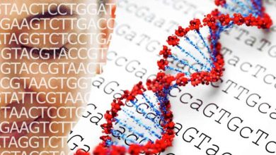 تحقیقات دیانای منشا زبانهای نیمی از جمعیت جهان را پیدا کرد