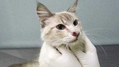 از طریق گربه‌ها یک ابرقارچ در حال گسترش است