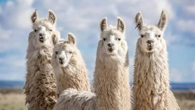 سقوط Llama 4؛ چرا توسعه‌دهندگان همچنان به سراغ Llama 3 می‌روند؟