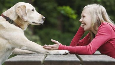 آیا ممکن است هوش مصنوعی صدای حیوانات را به کلمه تبدیل کند؟