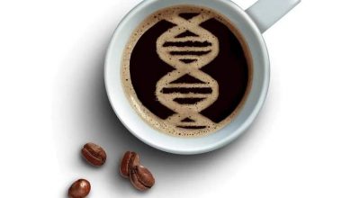 کافئین، کلیدی نوین برای کند کردن پیری با روشن کردن سوئیچ انرژی سلولها