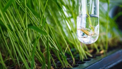 برنج فضایی ۱۰ سانتیمتری؛ راهحلی انقلابی برای تغذیه ساکنان آینده ماه