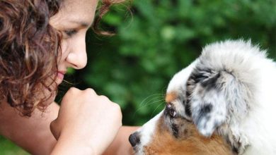 تحقیقات هوش مصنوعی کمک میکند با حیوانات خانگی حرف بزنیم