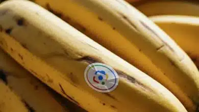 ادغام Nano Banana با NotebookLM و جستوجوی گوگل؛ مرزهای جدید خلاقیت با هوش مصنوعی