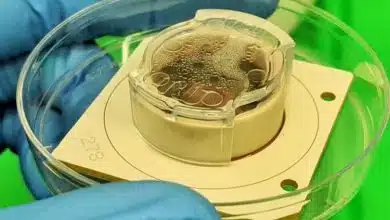 رایانه‌های زیستی بر پایه مغز طی ۱۰ سال هوش مصنوعی را متحول خواهند کرد