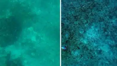 فناوری جدید MIT، زیر آب را همانطور که هست به نمایش میگذارد