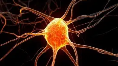 کشف نوع جدیدی از ارتباط میان نورونها؛ پلی میکروسکوپی که راز انتقال آلزایمر را برملا میکند