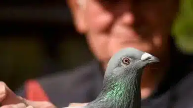 یادگیری تقویتی چگونه متولد شد؟ نقش کبوترها در شکل‌دهی به هوش مصنوعی