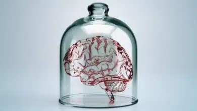 تفکر بدون مغز: چگونه موجودات دریایی بدون مغز یاد میگیرند؟