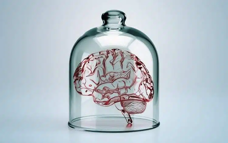 تفکر بدون مغز: چگونه موجودات دریایی بدون مغز یاد می‌گیرند؟