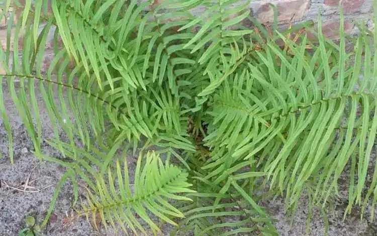 چین برای نخستین بار عناصر نادر خاکی را از گیاه زنده استخراج کرد