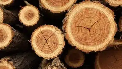 رازهای پنهان در دل درختان