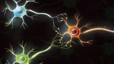 کامپیوترهای بیولوژیکی: تبدیل سلولهای مغزی انسان به کامپیوترهای کاربردی