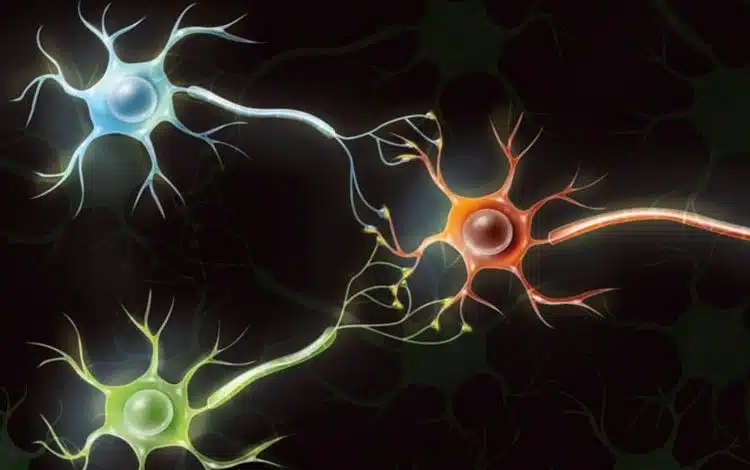 کامپیوترهای بیولوژیکی: تبدیل سلولهای مغزی انسان به کامپیوترهای کاربردی