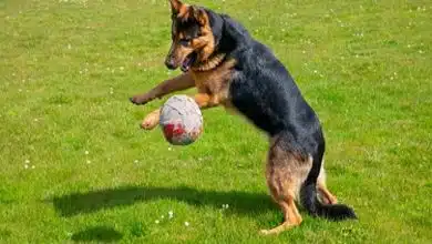 رازهای شگفت‌انگیز رفتار حیوانات خانگی