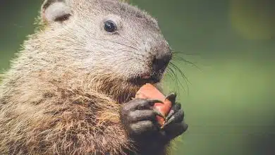 پیش‌بینی بهار با سایه‌ موش کور صحرایی