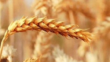 گندم را یکجا تحویل دادند، پول را قطرهچکانی گرفتند؛ صدای گندمکاران درآمد / کشاورز: پول گندم ۳ ماه خوابیده، جریمه وام را گرفتید!