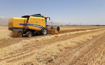 یک واریزی دیگر برای گندمکاران / طلبها چقدر شد؟