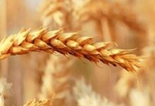 اختلاف ۱۰ هزار تومانی بر سر نرخ گندم/ فلسفی: وزارت جهادکشاورزی نرخ ۷۷ هزار تومان و گندم‌کاران نرخ ۸۷ هزار تومان را پیشنهاد داده‌اند
