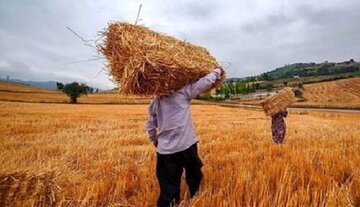 توضیح وزیر جهادکشاورزی درباره قیمت جدید گندم/ تا عدد نهایی نشود، نمی‌توانیم نرخ را ابلاغ کنیم