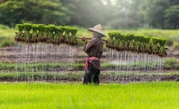 قیمت برنج در هند بالا رفت/ قیمت هر کیلو برنج در بازار بزرگترین صادرکننده برنج جهان چقدر است؟