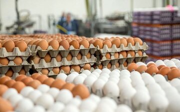 قیمت تخممرغ شانهای ۵۰۰ تا ۶۰۰ هزار تومان شد/ تخم مرغ زرده پررنگ ۱۰۰ هزار تومان گرانتر است