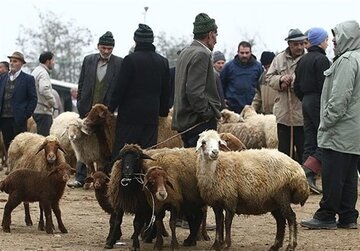 هر کیلوگرم بره نر زنده ۶۹۰ تا ۷۱۰ هزار تومان شد/ واردات گوشت قرمز به ۲۰ هزار تن رسید